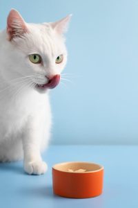 cat food 1