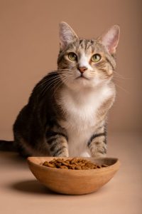cat food 2